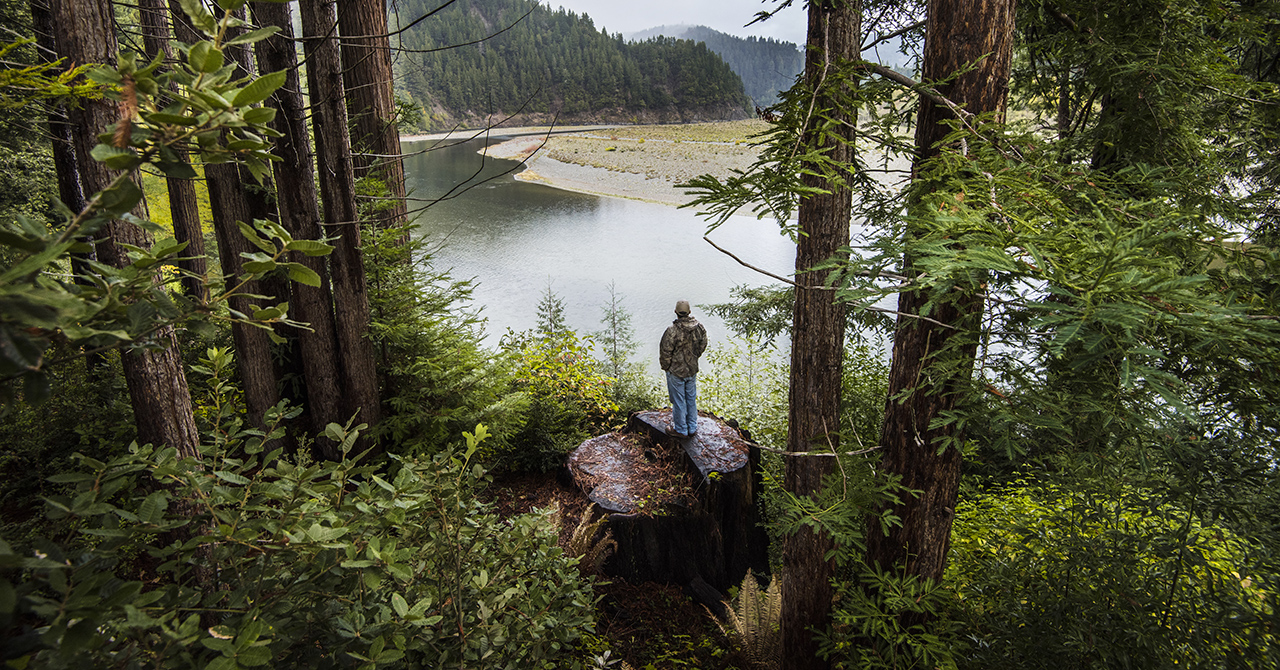 A person stands atop a large tree stump in a forest alongside the bank of a winding river.