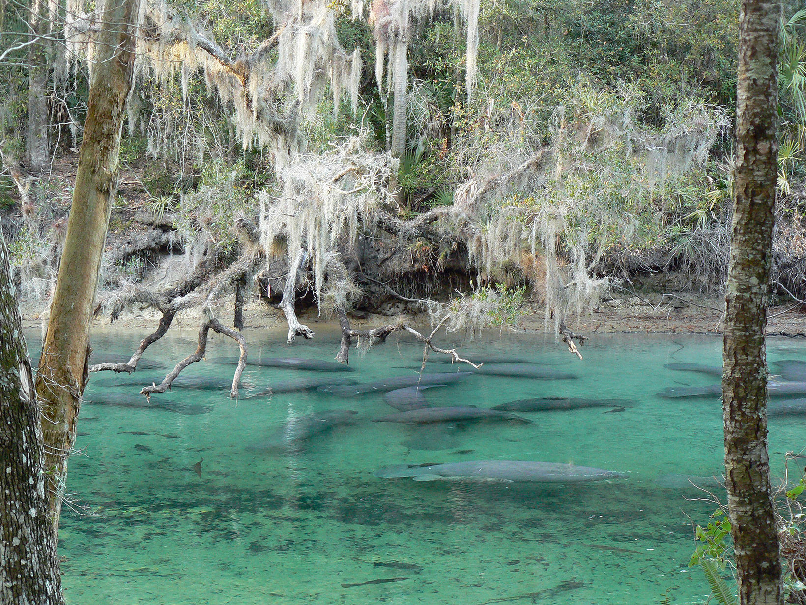 Group of manitees swim in clear, turquoise-hued water under branches draped with moss.