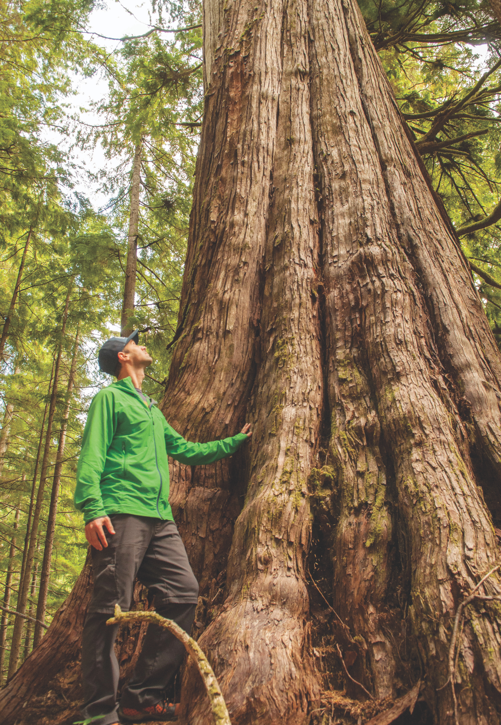 A man looks up from the wide trunk of an old-growth tree in a forest.