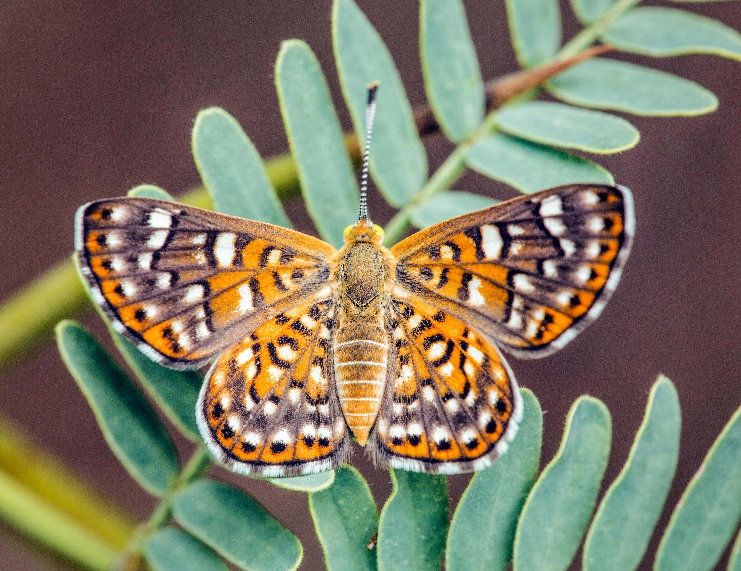 Closeup of a butterfly on a plant.